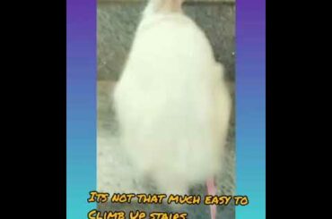 #cuterabbit #rabbit #bunny   Funny and Cute Baby Boy Bunny Rabbit Videos Compilation - Cute Rabbit