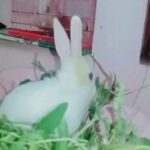Cute baby rabbits 🦜funny videos 🥰 Tamil love songs 🥰முயல்குட்டி🥰Burma movie songs🥰