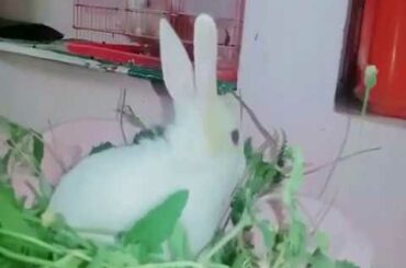 Cute baby rabbits 🦜funny videos 🥰 Tamil love songs 🥰முயல்குட்டி🥰Burma movie songs🥰