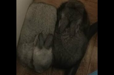 👼🐰Baby Rabbits 🐇- Free Music - 🎼Kevin MacLeod Daytime_TV_Theme 🎶