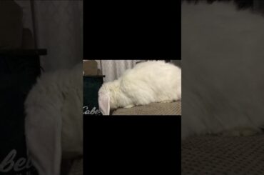 Cute rabbit/ funny Rabbit