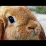 look it’s a cute bunny