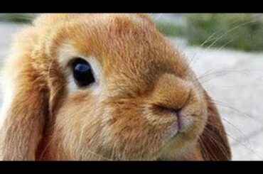look it’s a cute bunny