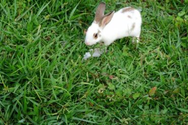 Funny baby rabbit in beautiful garden - Uarapoom Life