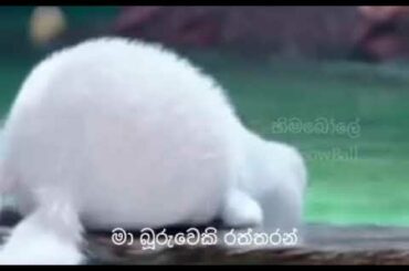 So cute and funny rabbit 🐇🐰