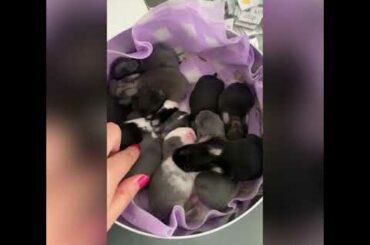10 cute sleepy baby bunnies