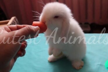 Funny and cute baby bunny🐇😍Video - And Important Rabbit Facts You May Not Know❌