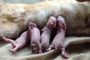 Baby rabbit feeding || soo cute😍😍 || kingofking #rabbitfeeding