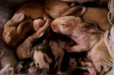 Baby English Lop Bunnies sleeping, dreaming, and being cute