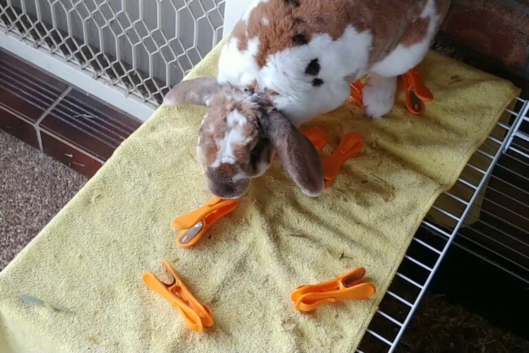 My Funny Cute Rabbit Hates Pegs! Hilarious!