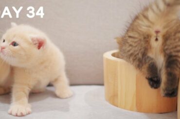 Day 34 - Playful Cute Baby Kittens | Day 1 to Day 100 Kittens Grow Up Vlog