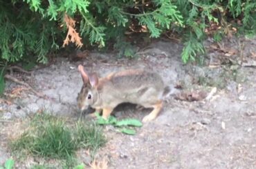 A Baby Rabbit 🐰 sighting in my backyard!!!