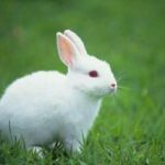 #Rabbit#cute#video#rabbit#video
