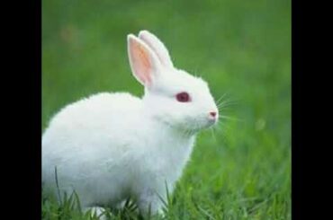 #Rabbit#cute#video#rabbit#video