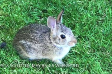 Little Baby Bunny Living In Our Backtard | Cottontail Rabbit