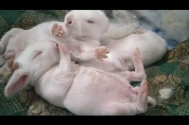 How to feed baby bunnies / Mother rabbit feed milk for baby Bunnies / Feed baby rabbits