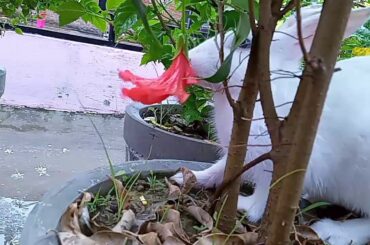 Cute rabbit eating hibiscus flower 🌺 😍😍