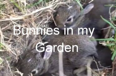 BUNNIES IN MY GARDEN..OMG so CUTE