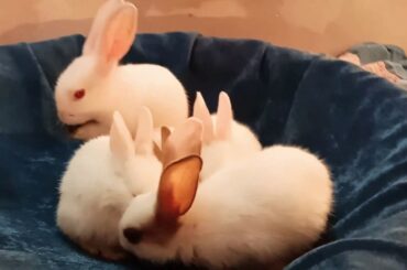 5 Cute Baby White Laboratory Rabbits in My Room