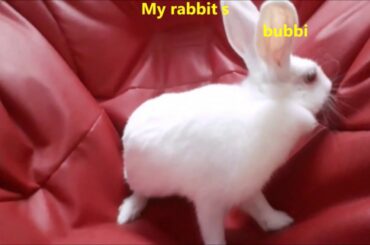 Funny rabbit -  Cute rabbit's -  rabbit funny compilation
