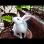 Funny baby bunny | First time playing around Plants and eating leaves😂 | Mikku the rabbit |