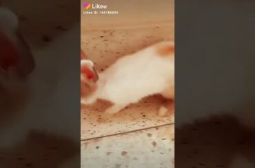Cute rabbit😍😍😘😘😘😘😊😊😊😉😉😀😀🐇🐰🐇
