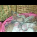 4 Days old Bunny Rabbits 😍