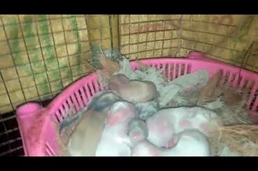 4 Days old Bunny Rabbits 😍
