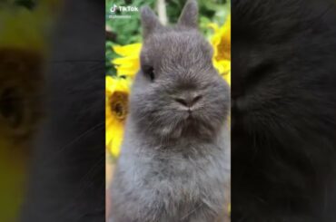 CUTE RABBIT BUNNIES TIKTOK VIDEOS :D