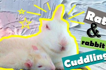 Funny White Mice Loves Rabbit | Very Cute White Mice and White Rabbit | Domestic Rabbit and Lab Mice
