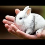 Funny and Cute Baby Bunny Rabbit Videos 🐇 Baby Animal Video Compilation #8