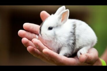 Funny and Cute Baby Bunny Rabbit Videos 🐇 Baby Animal Video Compilation #8
