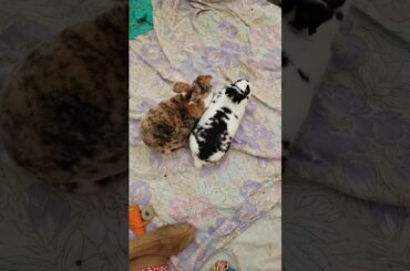 Cute Bunny's need some snacks