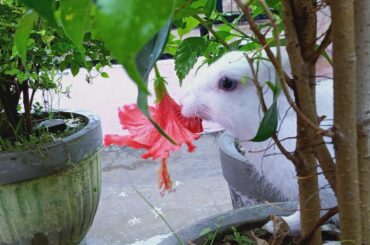 Cute bunny eating hibiscus flower 🌺🌺