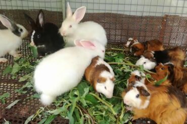 Watch Rabbits Eating - Funny and Cute Baby Bunny Rabbit Videos - Baby Animal Video Compilation 2020