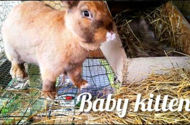 Baby Kittens (the RABBIT kind!) VLOG Bottle feeding baby bunnies