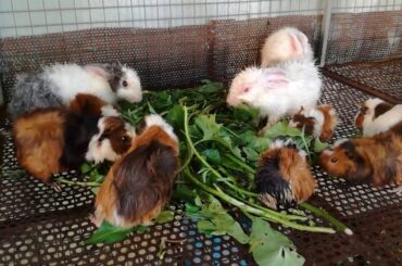 Watch Rabbits Eating - Rabbit Eating - Funny Baby Bunny Rabbit Videos Compilation - Cute Rabbits