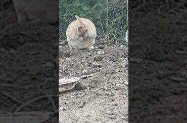 Cute Bunny washing face