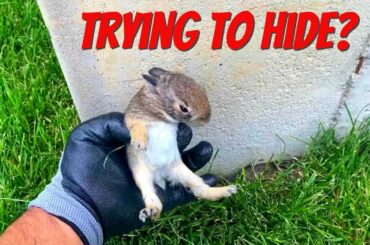 Baby rabbits hiding in grass in backyard.  Baby rabbit sound.  Baby rabbits growing up.