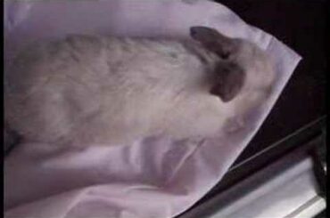 Thump Thump Thump, Baby Bunny Rabbit