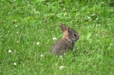 Life with no feral cats and a baby bunny