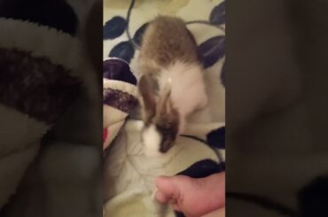 Playing with my two cute baby rabbit