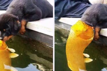 😆 Funny Dogs Meeting Cute Other Animals Compilation 🐶🐠