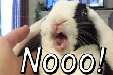 AFTER a Rabbit learns he is adopted