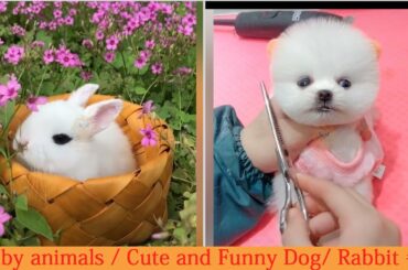 Baby animals / Cute and Funny Dogs Cats Rabbit #5 Cutest pets