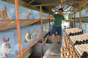 My Pregnant rabbit gave birth to 5 kits│Buying another breeder goats (Rabbit hutch improvement)