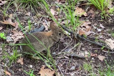 Rye Marshlands baby bunny rabbit