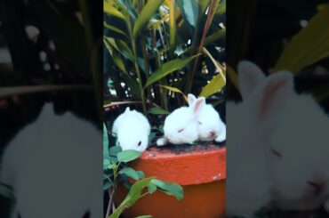 Funny and Cute Baby Bunny Rabbit Videos
