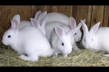 Baby bunnies playing with Kids