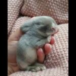 Cute Rabbit  baby